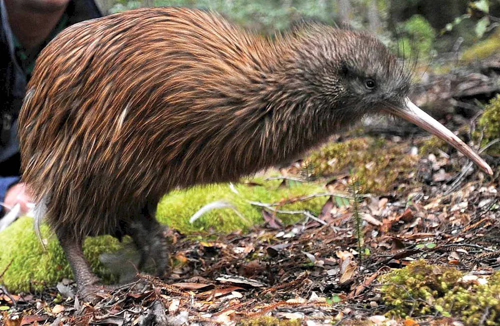 Kiwi bird in New Zealand