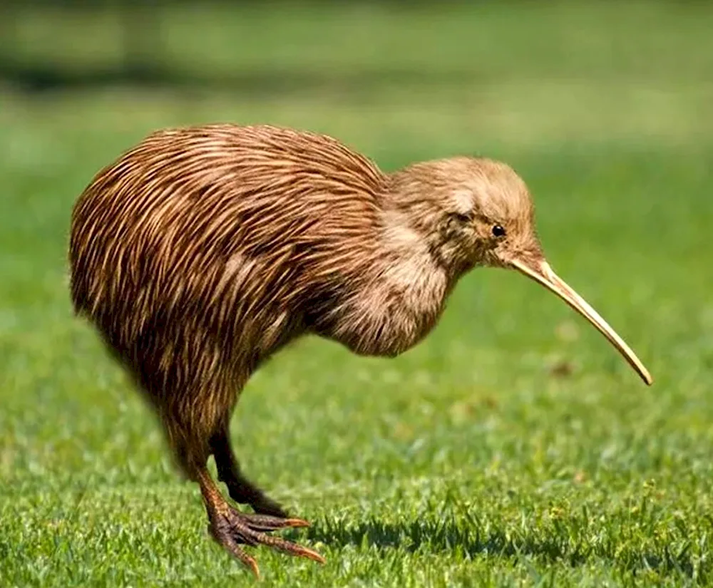 The bird that doesn't fly kiwi bird