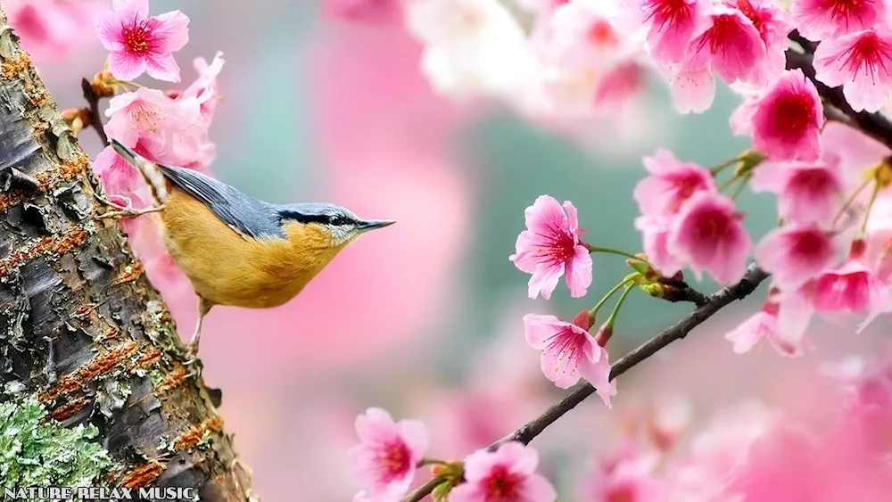 Spring birds