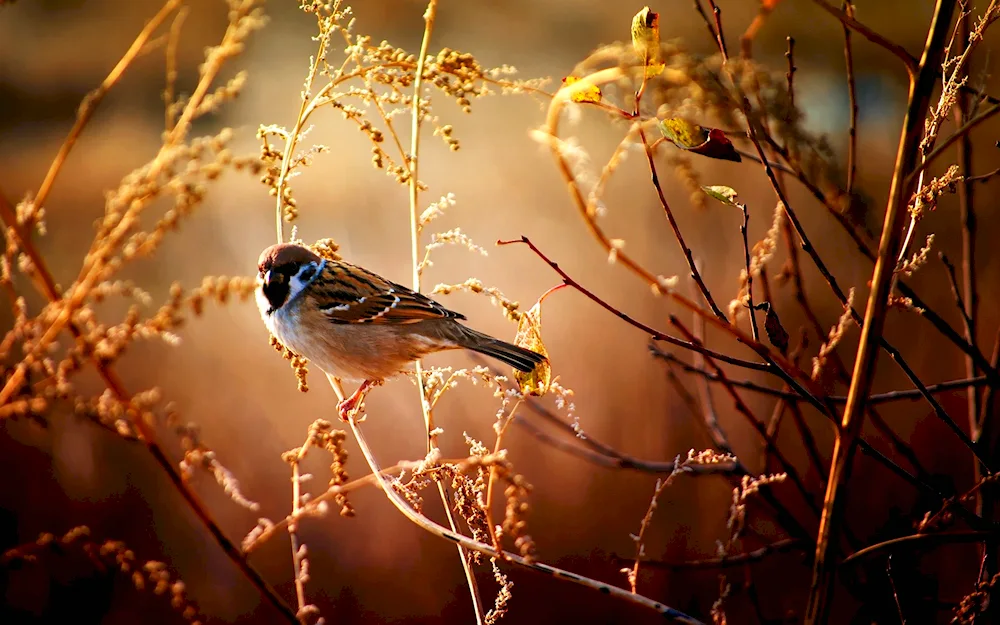 Singing sparrows of the finches