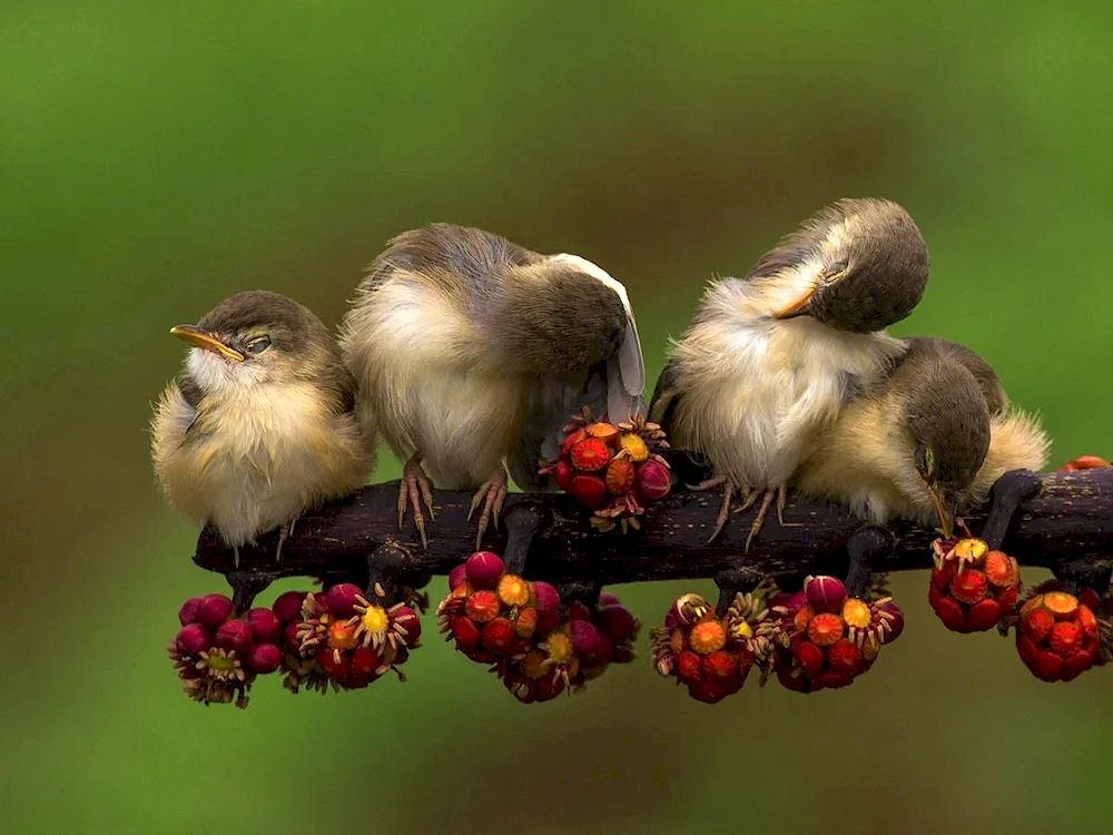 Birds at night