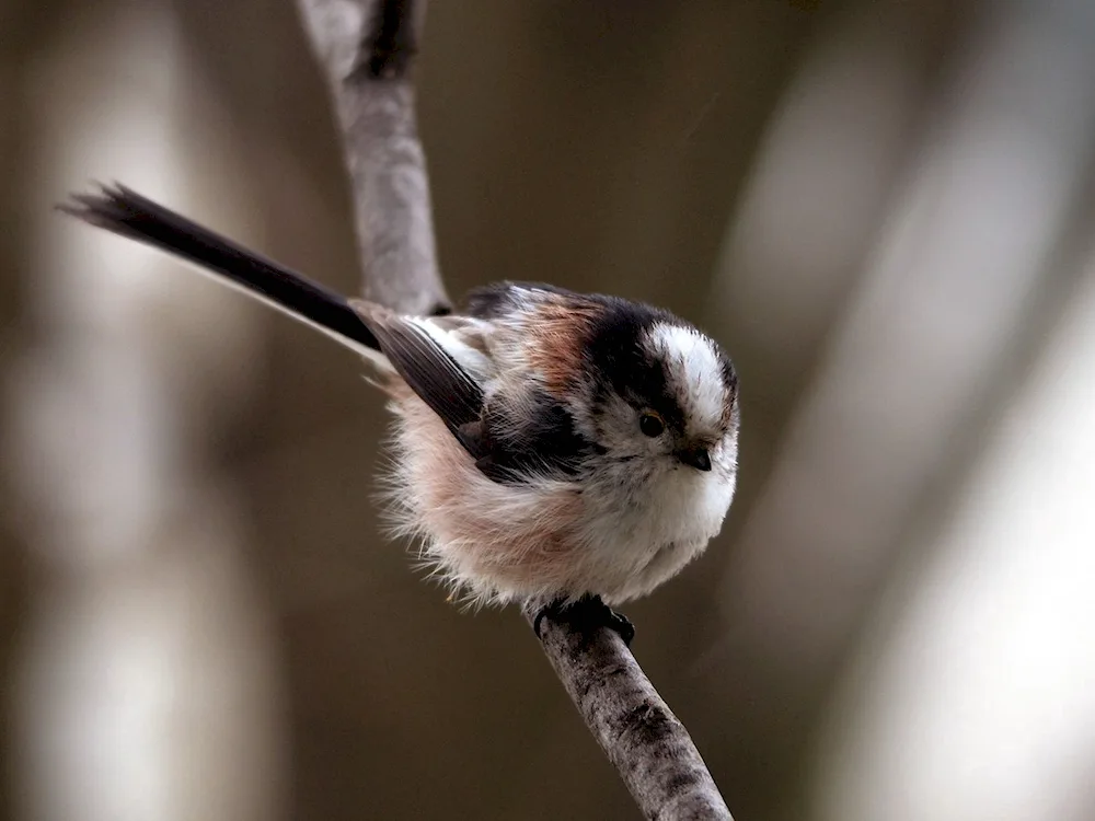 Bird on a branch