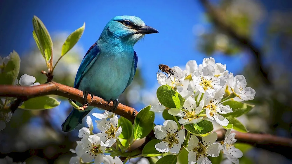 Bird on a branch