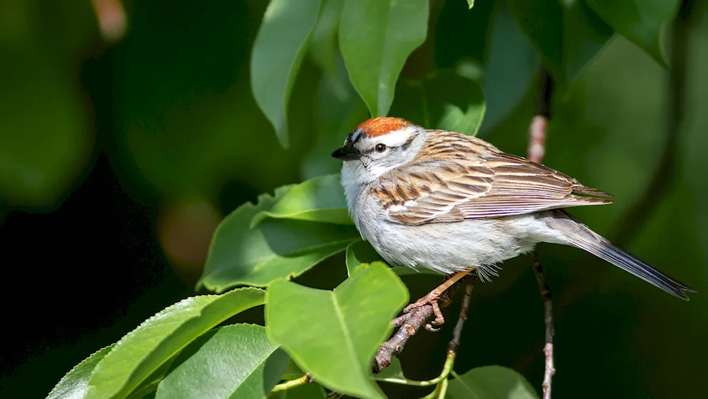 Singing Sparrows of the finches