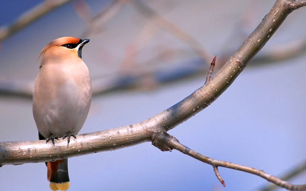 Bird on a twig