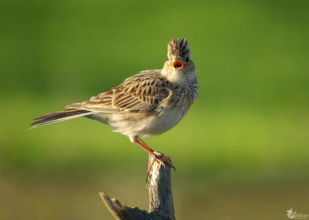 Collared Titmouse