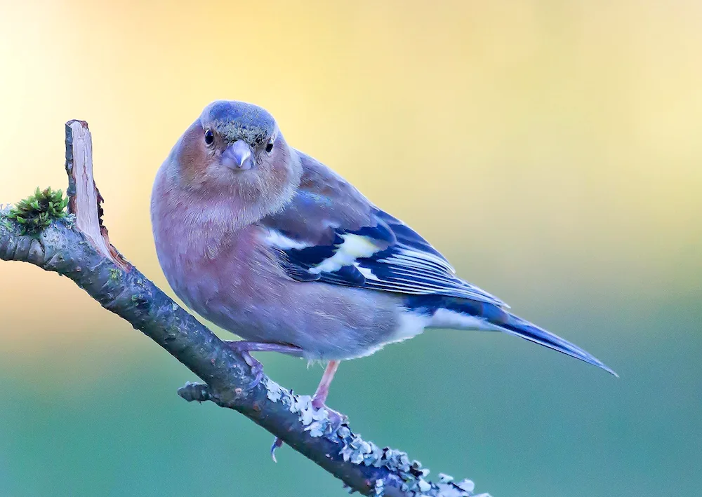 Singing Birds The Chaffinch