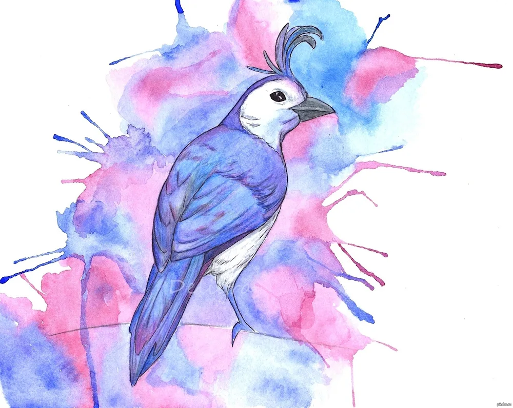 Bird drawing