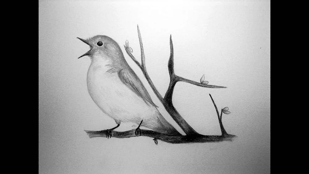 Sparrow sketch