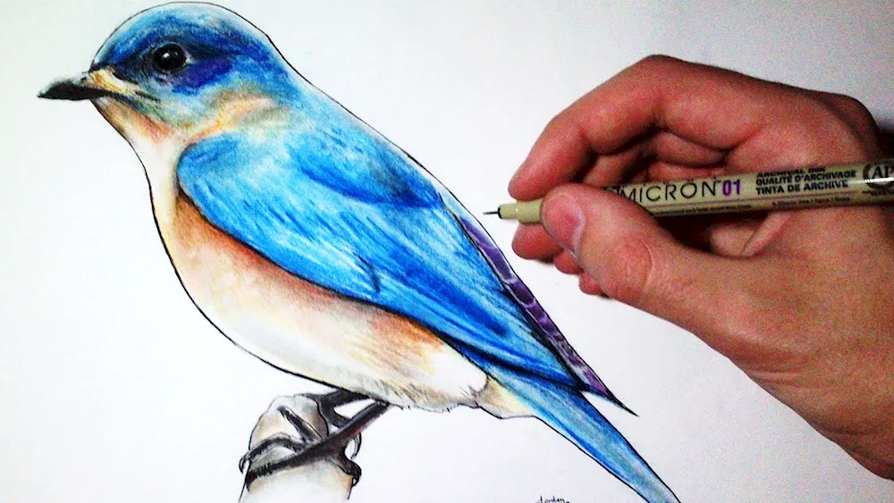 Bird colouring in