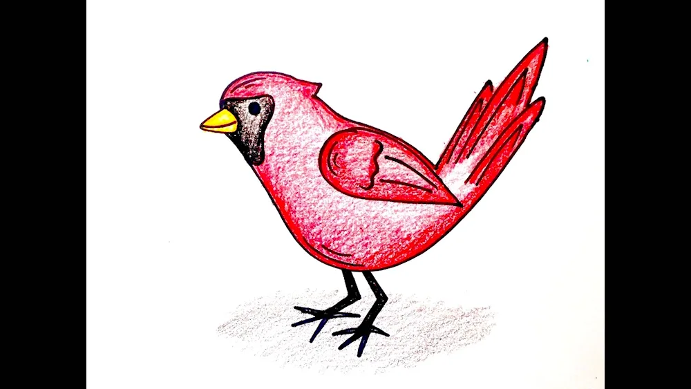 Colour pencil drawings of birds