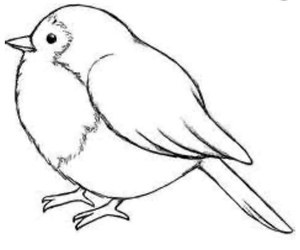 Parrot colouring in