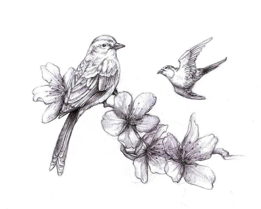 Easy drawing Bird
