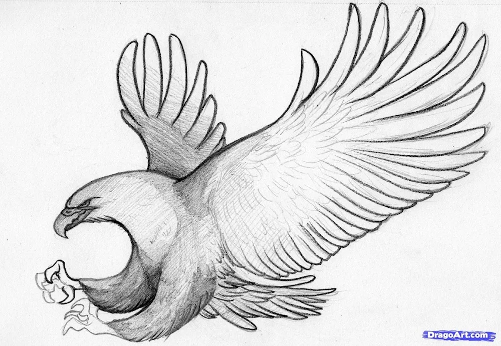Bird drawing