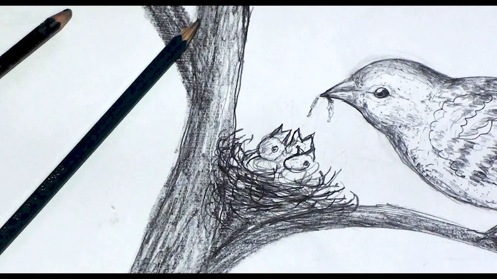 Bird drawing