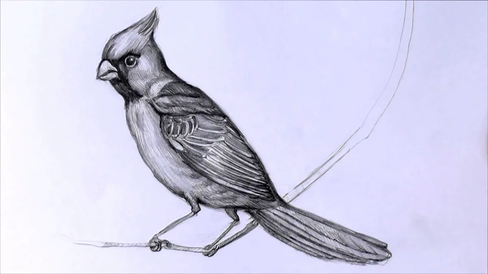 Bird drawing
