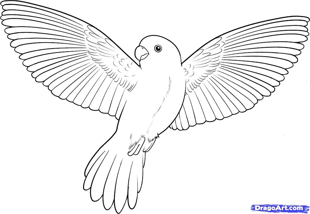 Bird drawing