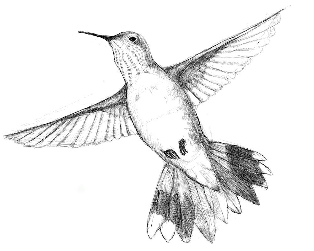 Bird drawing