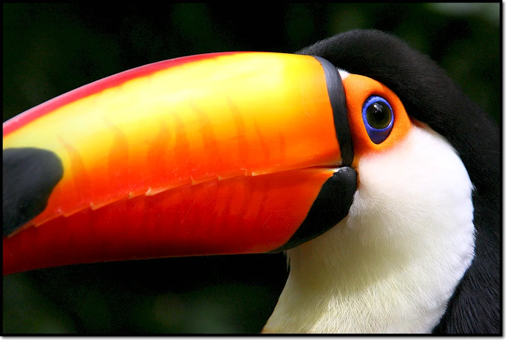 Bird with large orange beak