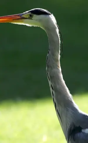 Long-necked bird