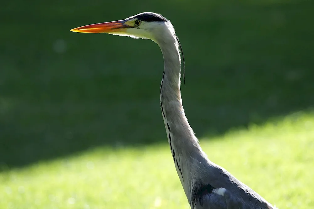 Long-necked bird