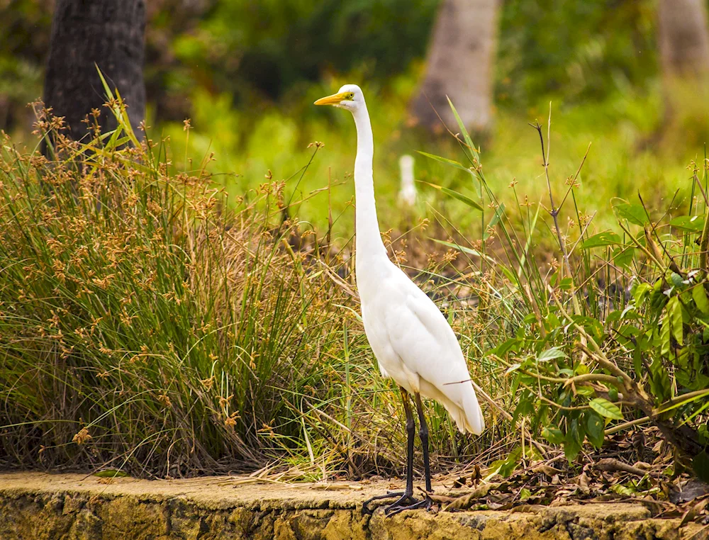 Long-necked bird