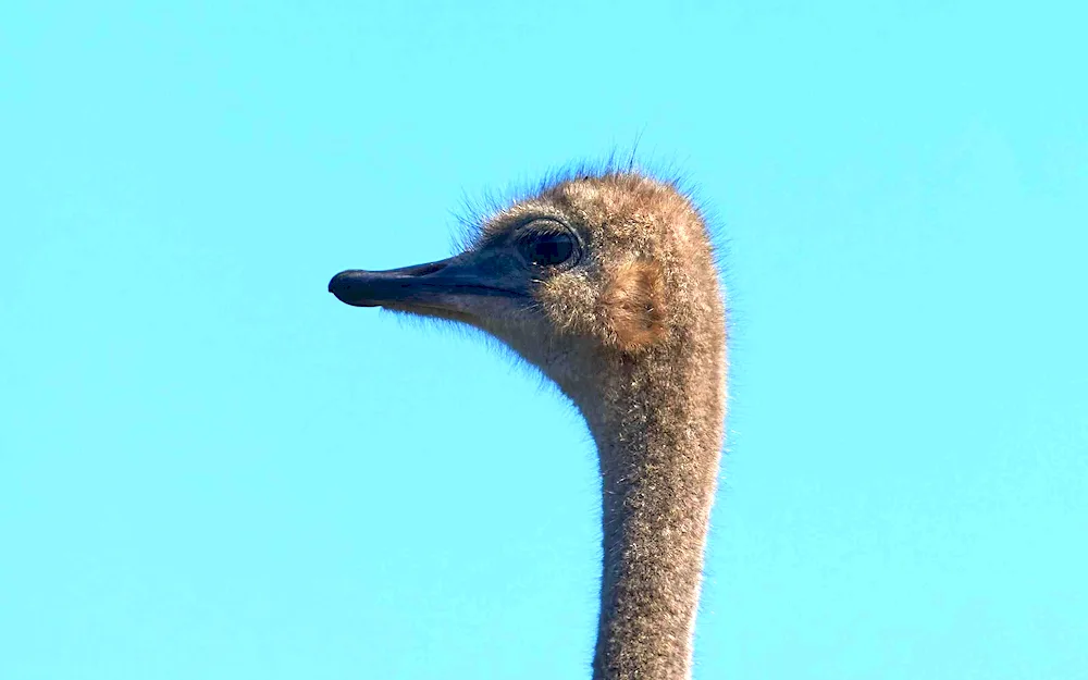 Long-necked Bird