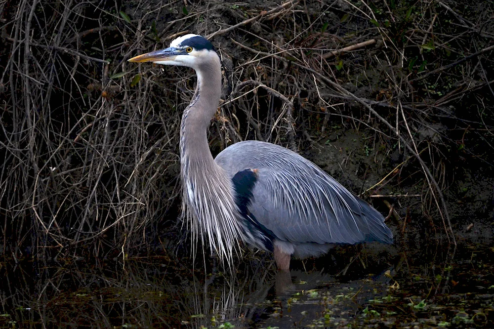 Long-necked bird with a long neck and beak