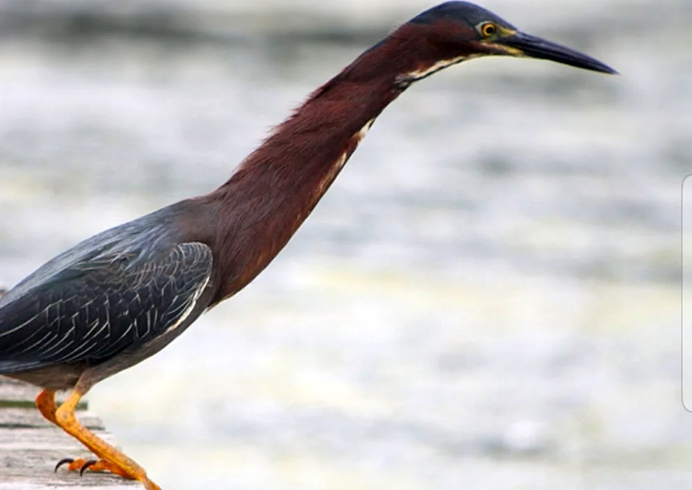 Long-beaked bird