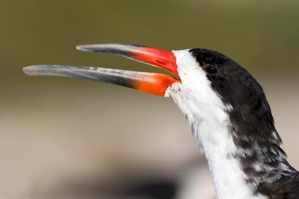 Long-nosed bird