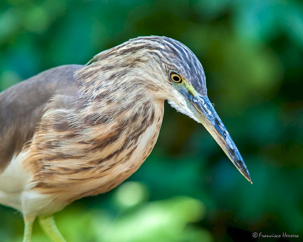 Long-nosed bird