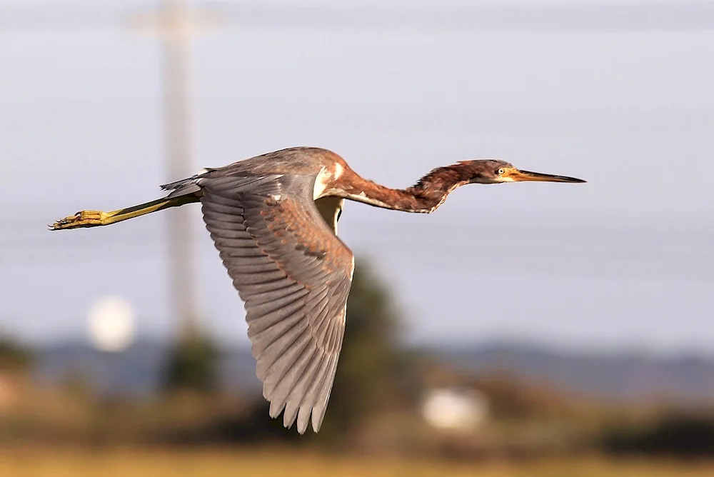 Bird with a curved beak