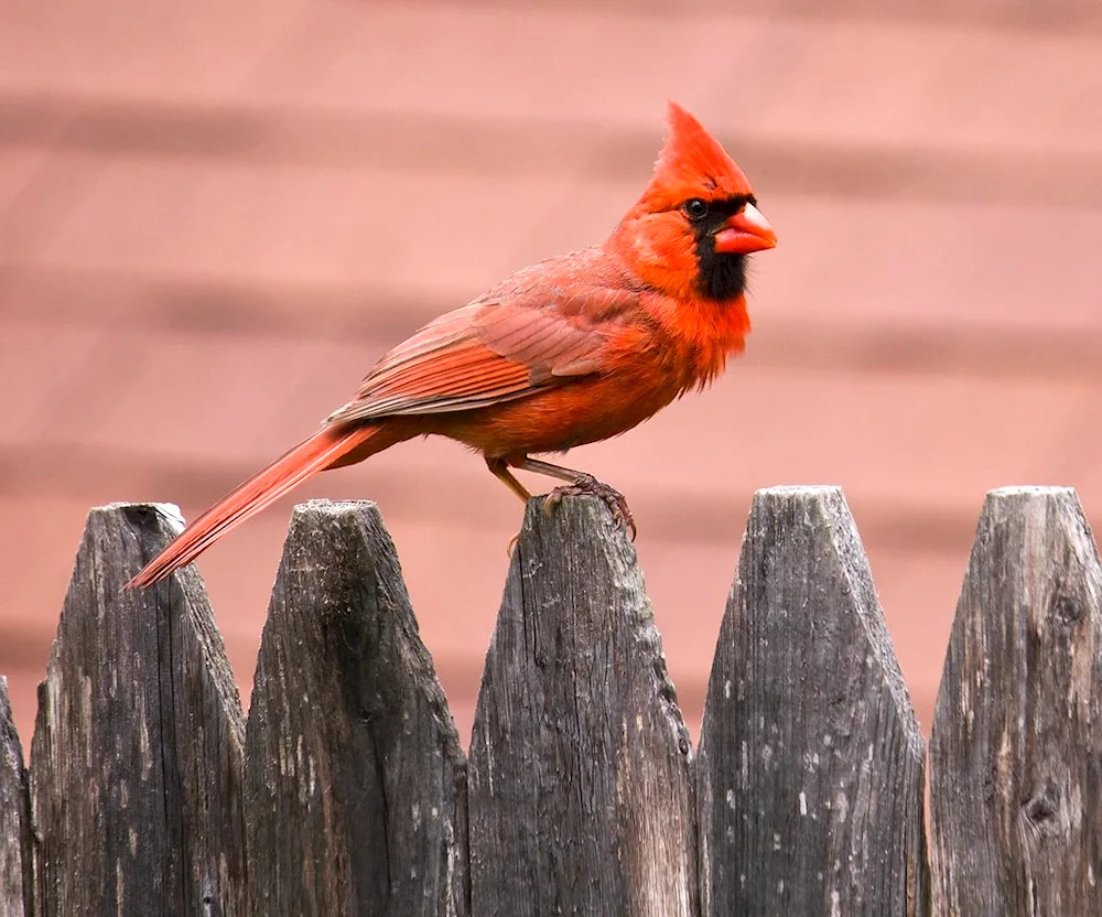 Red Crested Bird