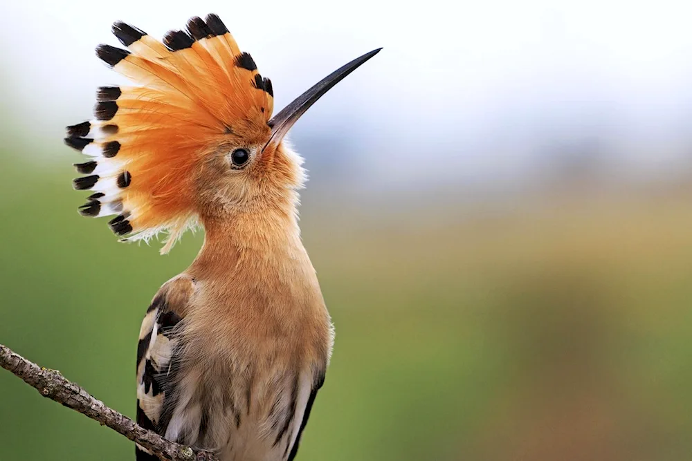 Reddish Crested Paduan