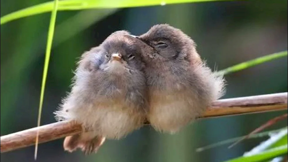 Birds sleeping