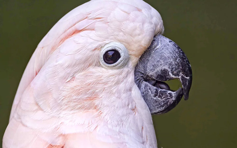 Pink Beaked Cockatoo