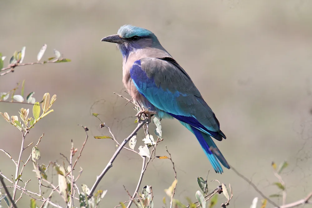 Blue-headed Tanagra