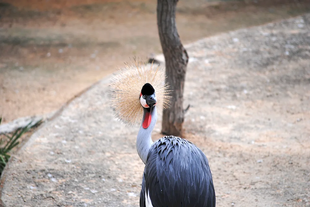 Hairy bird