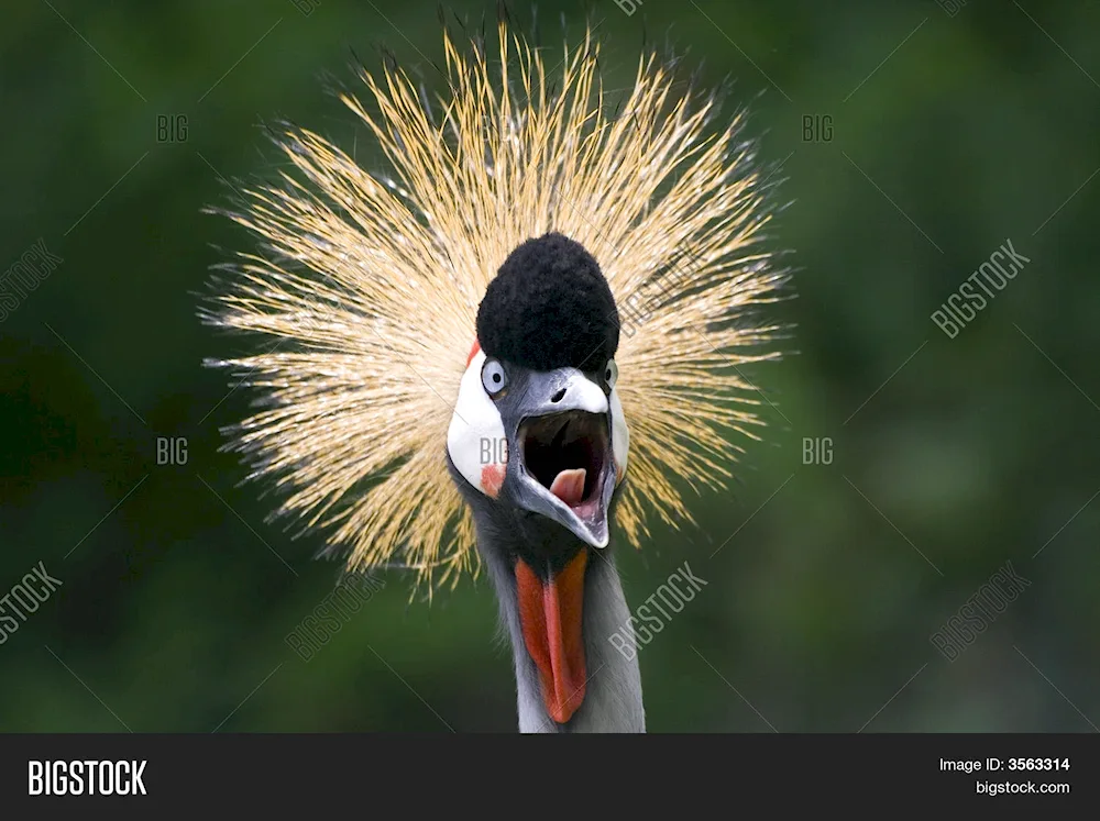 A bird with a funny hairstyle