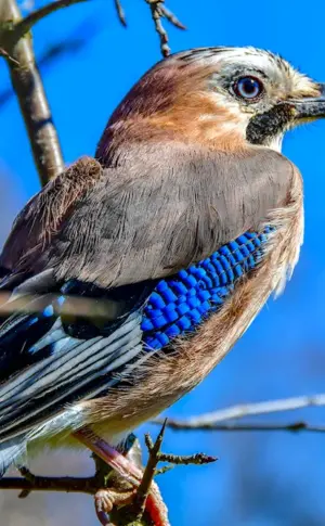 Crimean Jay