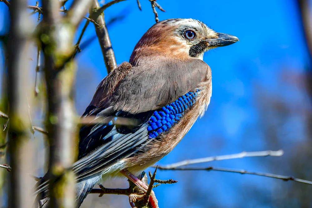 Crimean Jay