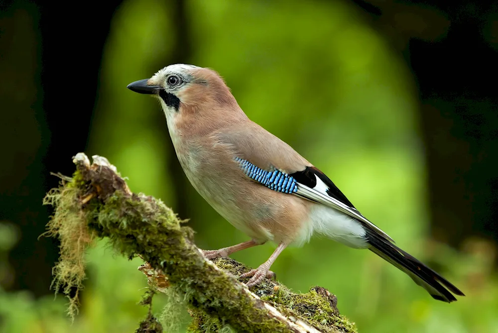 Steller's black-headed jay