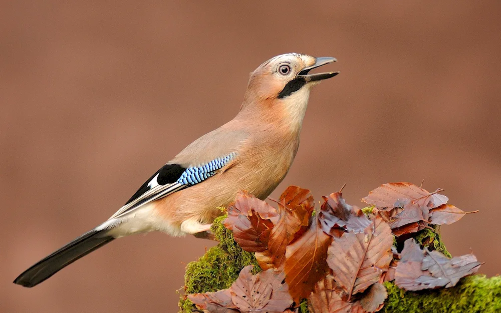 Blue jay