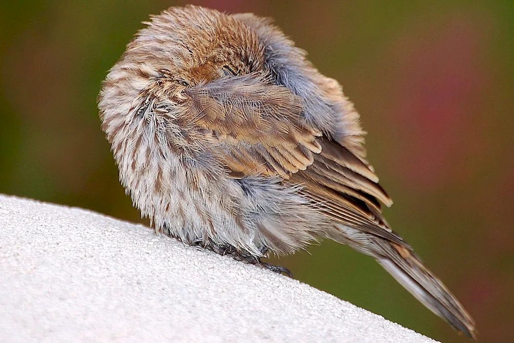 Bird feathers