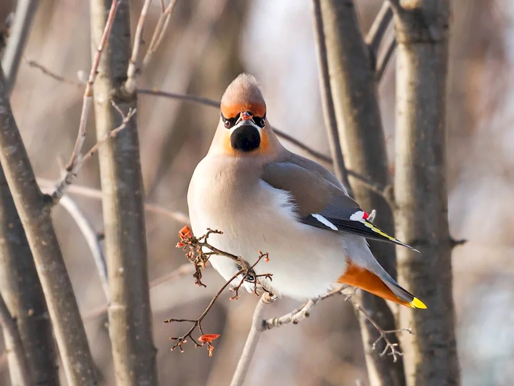 Siberian Whistling bird