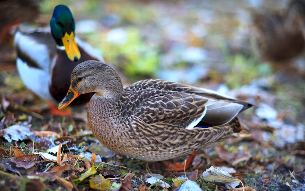 Duck desktop wallpaper