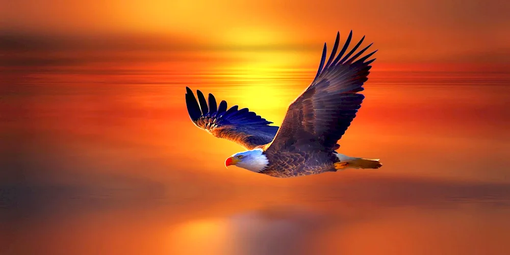 Bird in the field