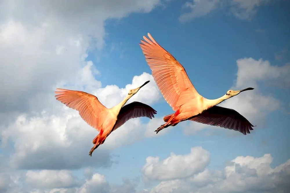 Bird in flight