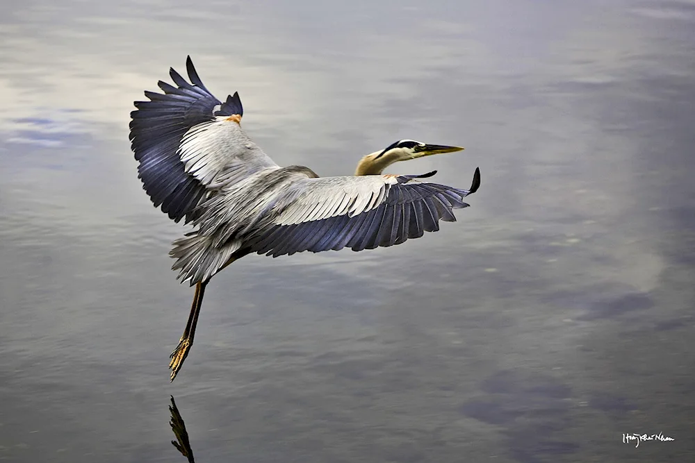 Bird in flight