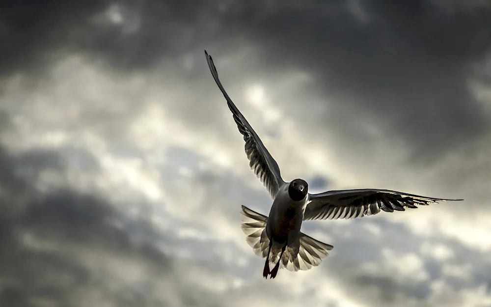 Turman pigeon flying